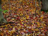 Foliage 007